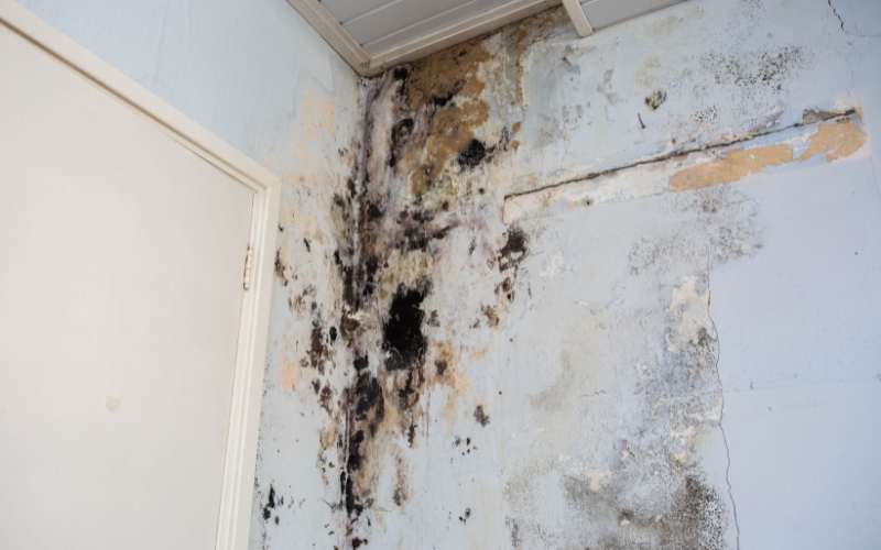 mould remediation - insurance restoration Central Scotland